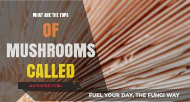 Exploring Mushroom Anatomy: What Are the Tops of Mushrooms Called?