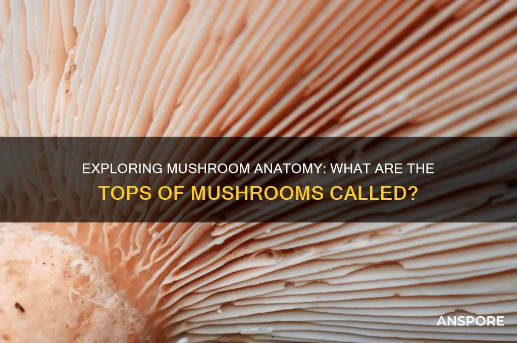 what are the tops of mushrooms called