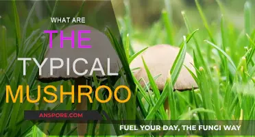 Mushroom Varieties: Common Types and How to Identify Them