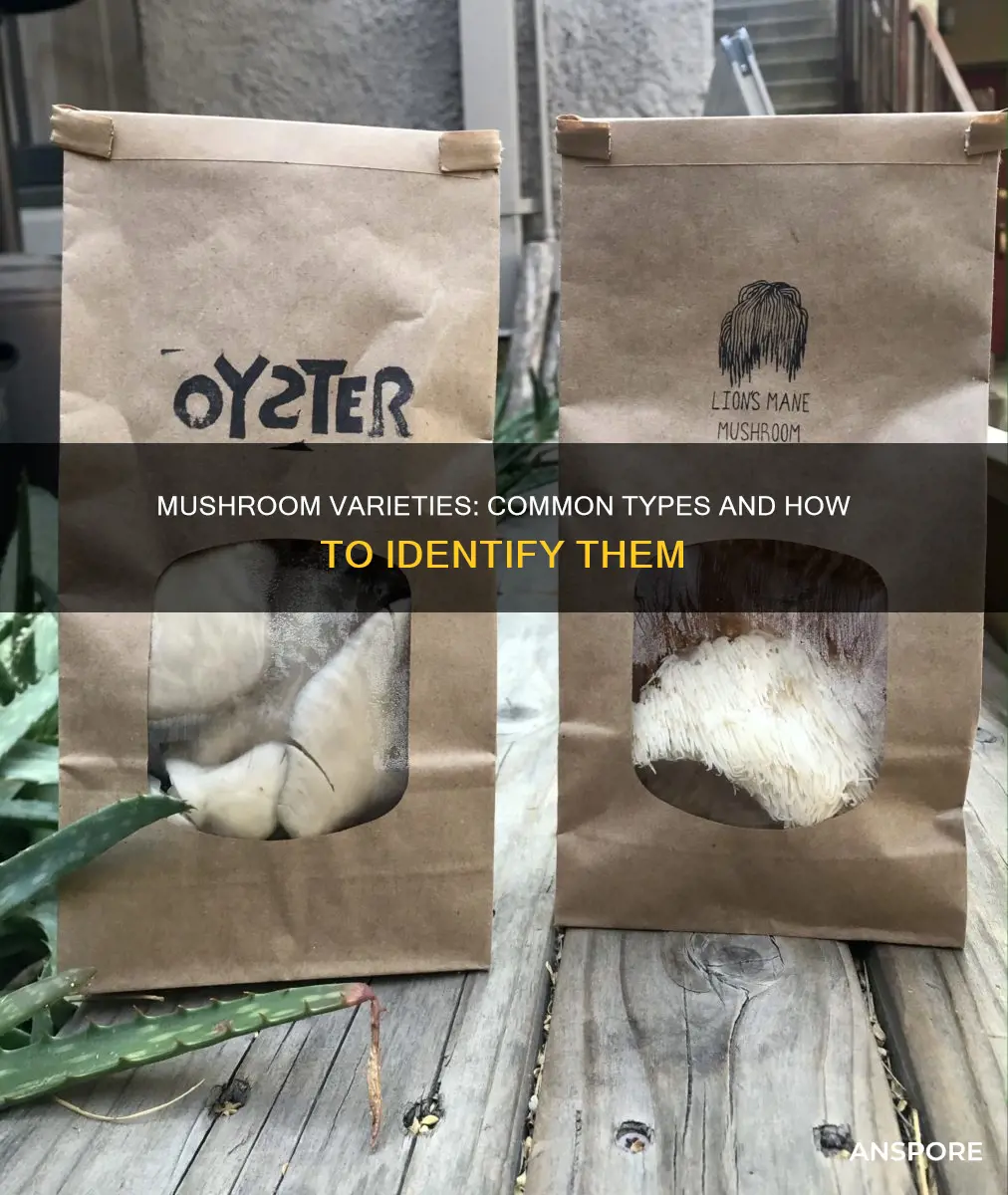 what are the typical mushrooms