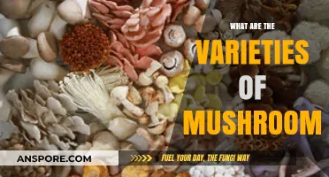 Exploring the Diverse World of Mushroom Varieties and Their Uses