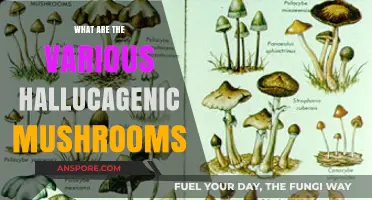 Exploring the Diverse World of Hallucinogenic Mushrooms: Types and Effects