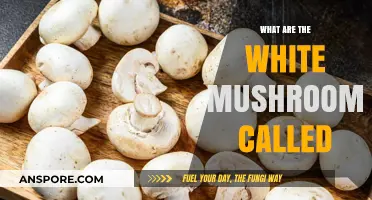 Identifying Common White Mushrooms: Names, Types, and Key Characteristics