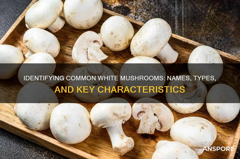 what are the white mushrooms called