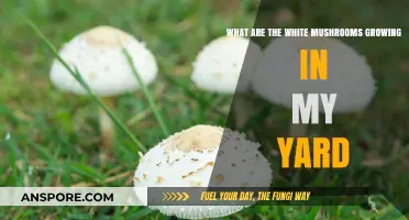 Identifying White Mushrooms in Your Yard: Causes and Safe Removal Tips