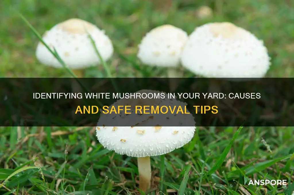 what are the white mushrooms growing in my yard