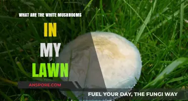 Identifying White Mushrooms in Your Lawn: Causes and Solutions