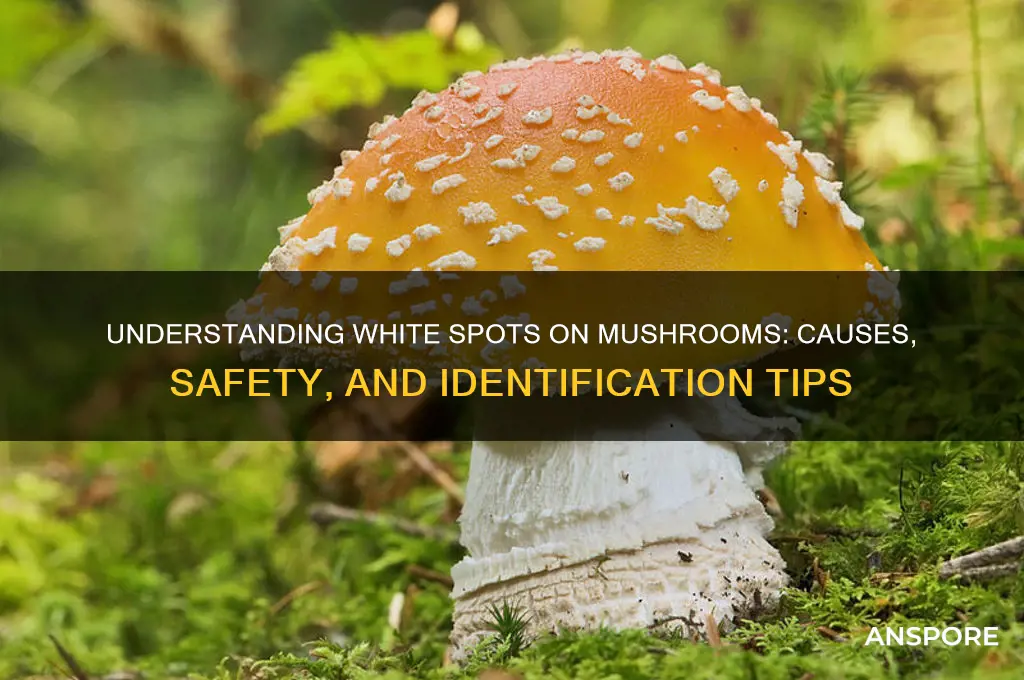 what are the white spots on mushrooms