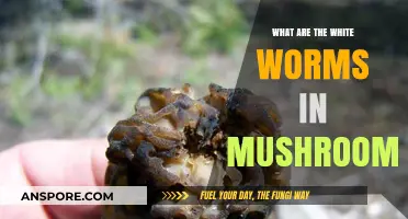 Identifying White Worms in Mushrooms: Causes, Risks, and Prevention Tips