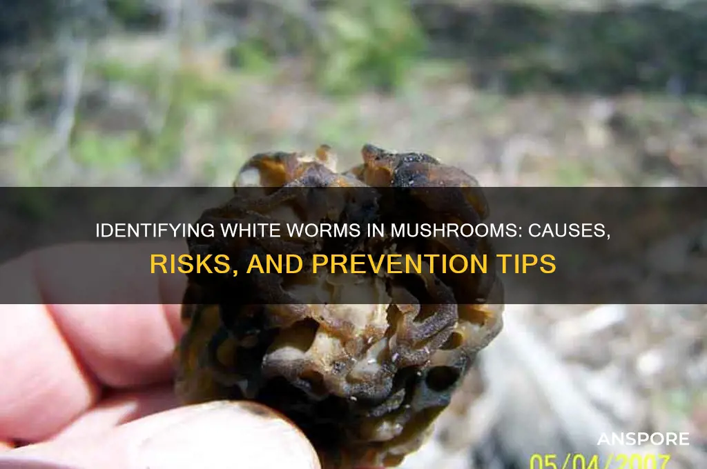 what are the white worms in mushrooms