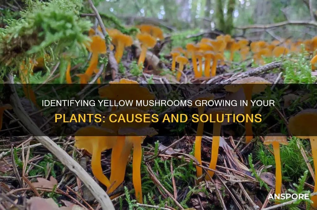 what are the yellow mushrooms growing in my plants