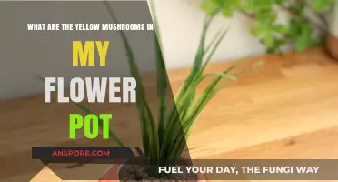 Identifying Yellow Mushrooms in Your Flower Pot: Causes and Solutions