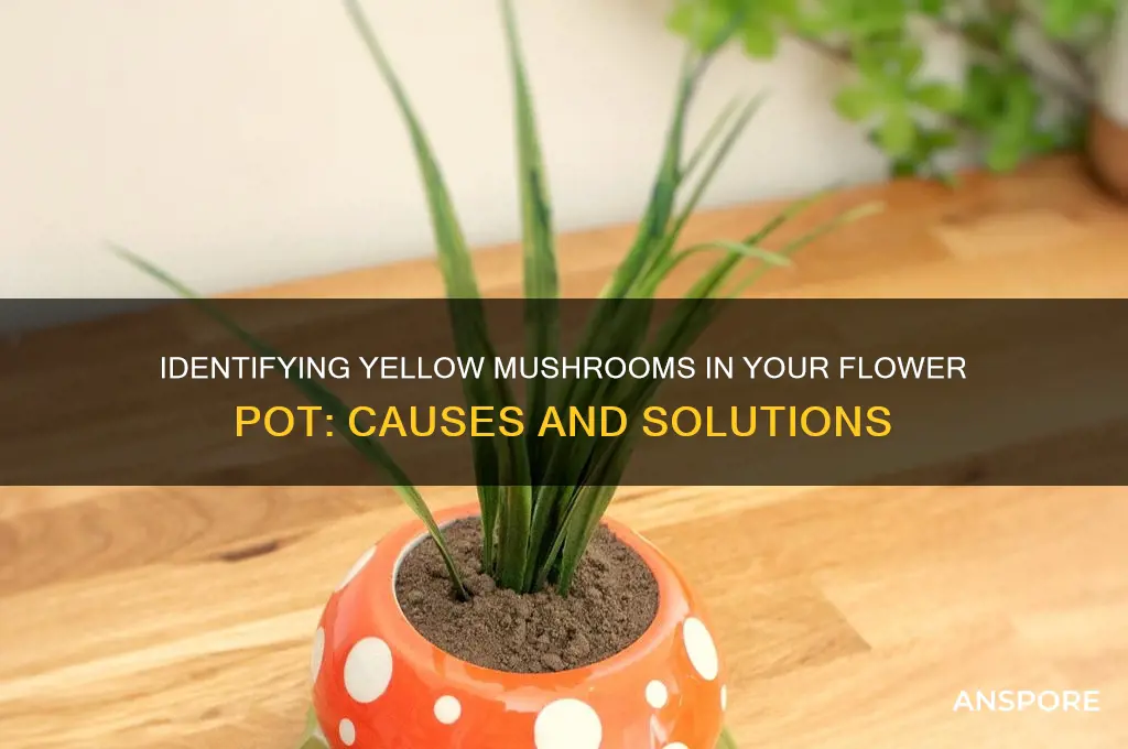 what are the yellow mushrooms in my flower pot