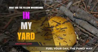 Identifying Yellow Mushrooms in Your Yard: A Beginner's Guide