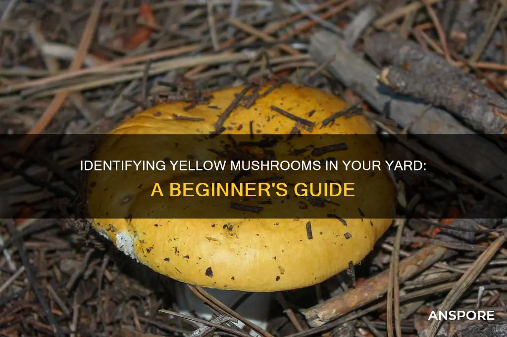 what are the yellow mushrooms in my yard