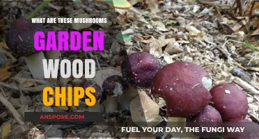 Identifying Mushrooms Growing in Your Garden Wood Chips: A Guide