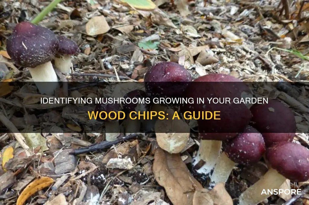 what are these mushrooms garden wood chips
