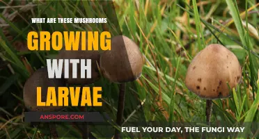 Mushrooms Growing with Larvae: Unveiling the Fascinating Fungal-Insect Relationship