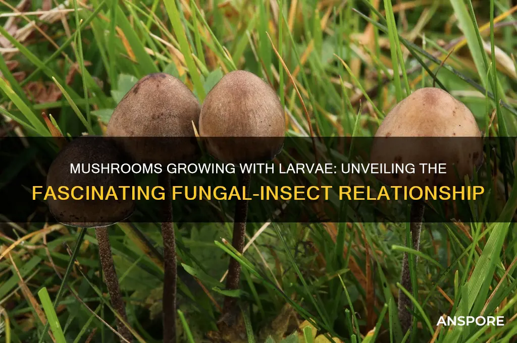 what are these mushrooms growing with larvae