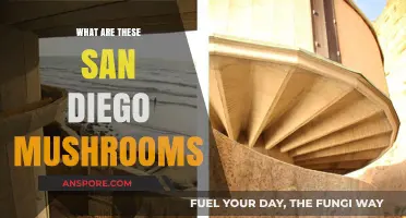 Exploring San Diego's Unique Mushroom Varieties: Identification and Insights