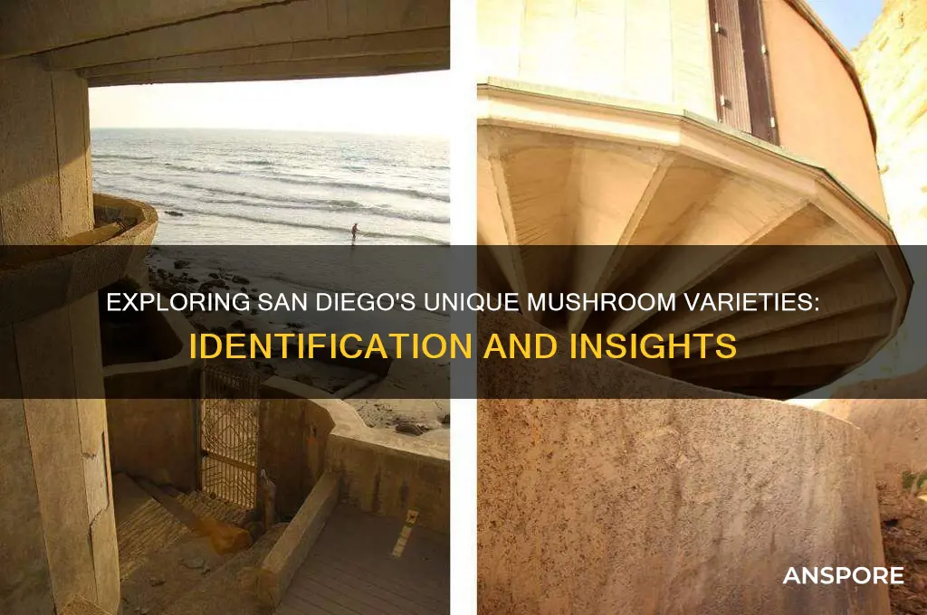 what are these san diego mushrooms