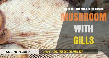 Understanding Mushroom Gills: Decoding the Meaning Behind This Unique Feature
