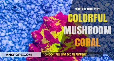 Vibrant Mushroom Coral: Exploring the Colorful Wonders of the Ocean