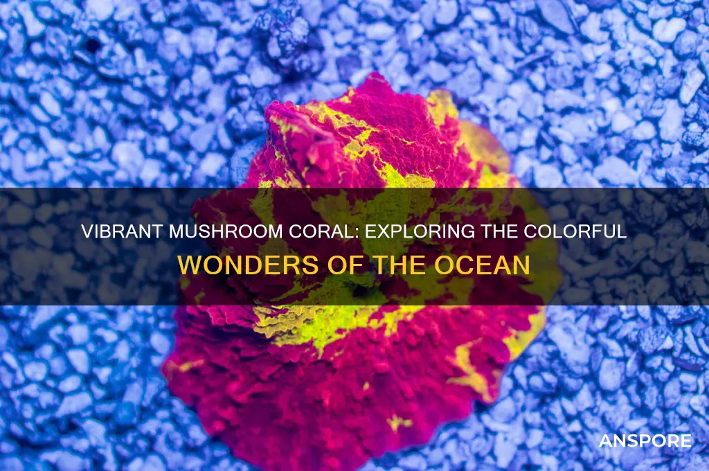 what are those very colorful mushroom coral