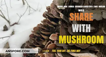Bread Mold and Mushrooms: Shared Traits in Fungal Growth