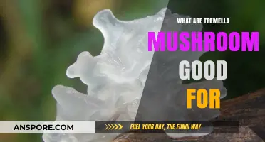 Tremella Mushrooms: Unlocking Beauty, Health, and Wellness Benefits