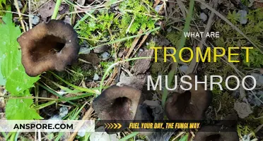 Trompette Mushrooms: A Forager's Guide to Black Diamonds