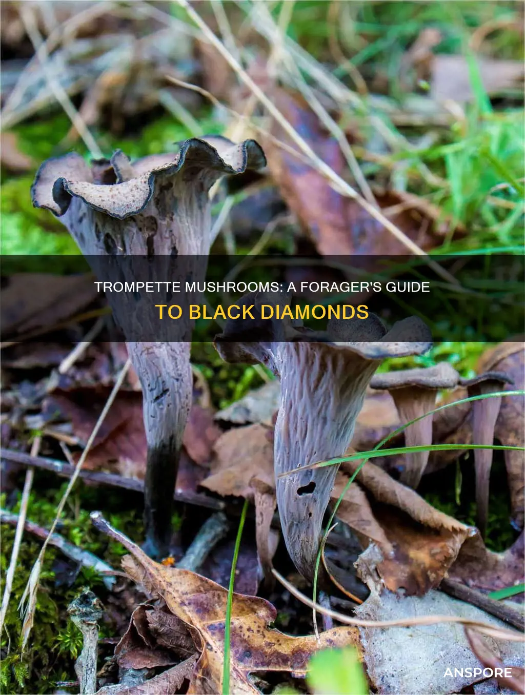 what are trompette mushrooms