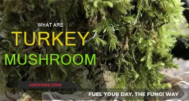 Turkey Tail Mushrooms: Nature's Immune-Boosting Superfood