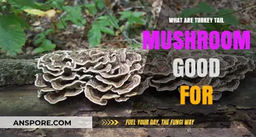Turkey Tail Mushrooms: Unlocking Immune Support and Health Benefits