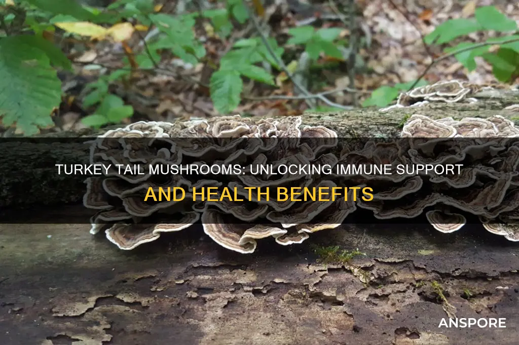 what are turkey tail mushrooms good for