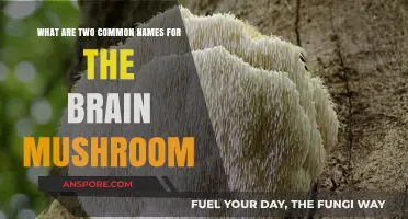 Brain Mushroom Unveiled: Exploring Its Popular Dual Names and Uses