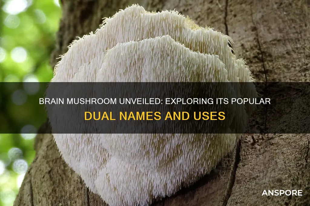what are two common names for the brain mushroom