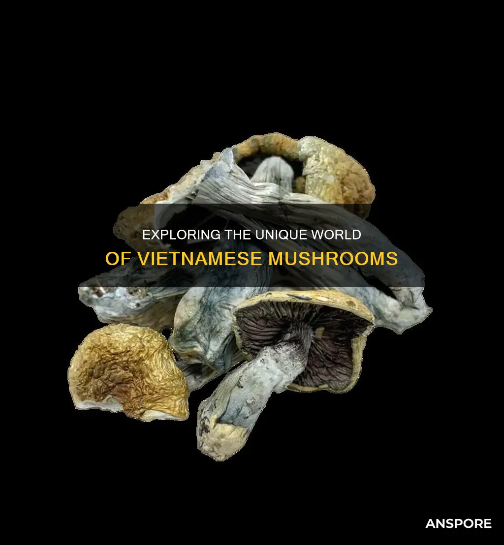 what are vietnamese mushroom called