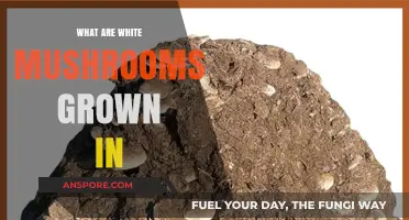 Unveiling the Substrate: What White Mushrooms Are Grown In