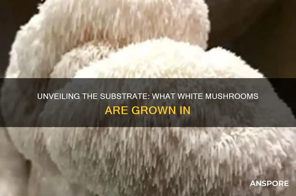 what are white mushrooms grown in