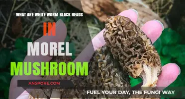 Understanding White Worm Black Heads in Morel Mushrooms: Causes and Solutions