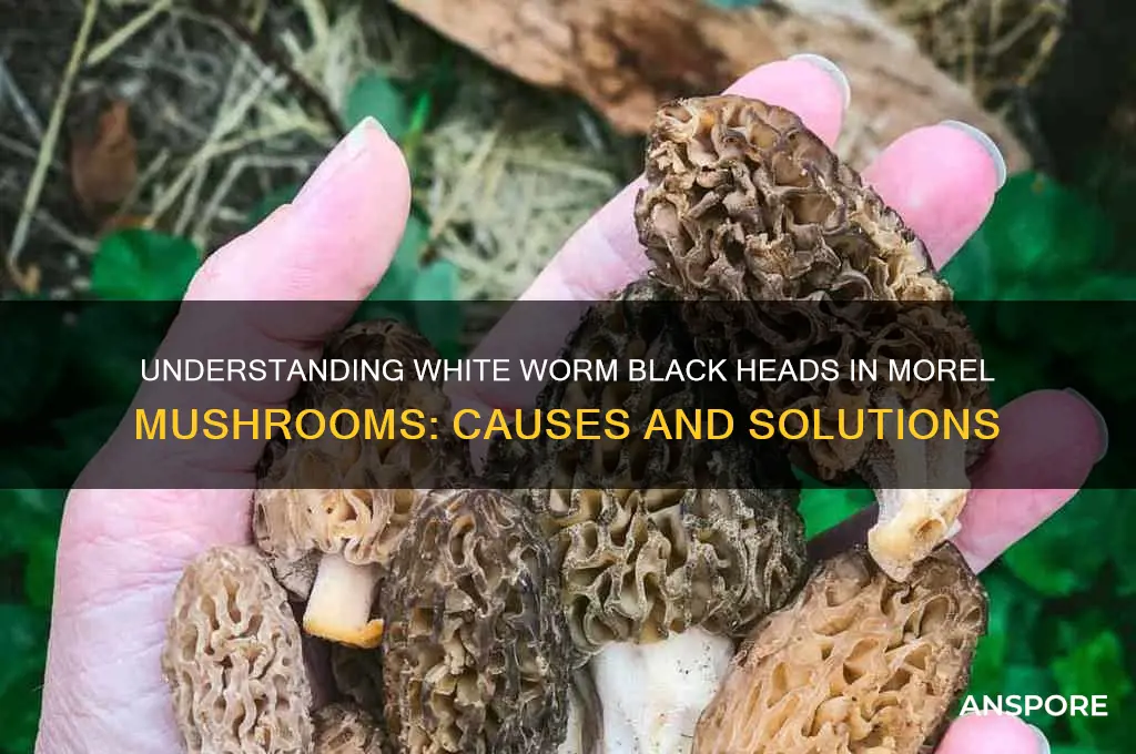 what are white worm black heads in morel mushroom