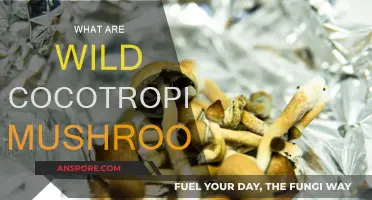 Explore the Wild Side: Magic of Cocotropic Mushrooms