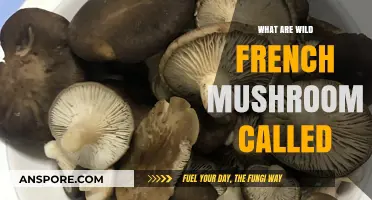 Exploring France's Wild Mushroom Varieties: Names and Characteristics