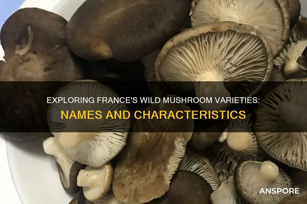 what are wild french mushroom called