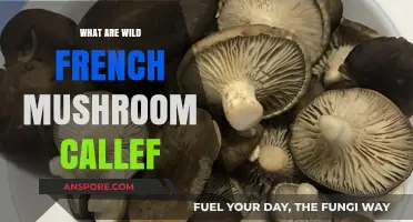 Exploring the Fascinating World of Wild French Mushrooms and Their Names