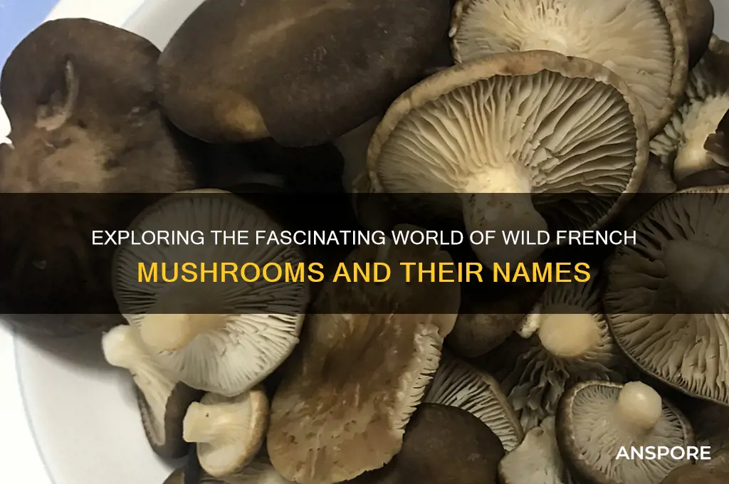 what are wild french mushroom callef