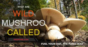 Mushroom Hunting: Foraging Wild Mushrooms