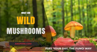 Mushroom Hunting: Wild Mushrooms Explained