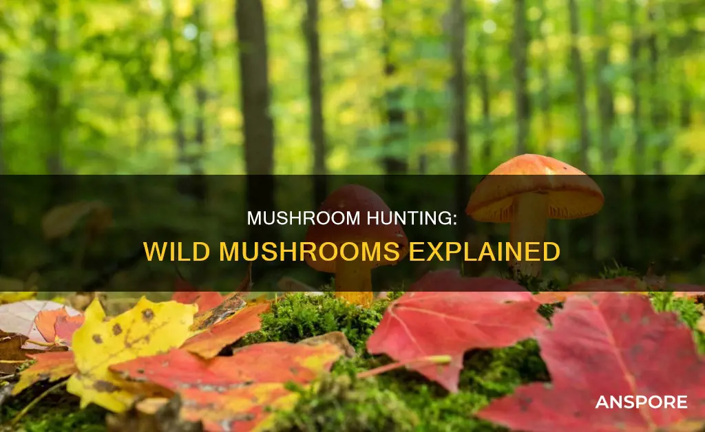 what are wild mushrooms